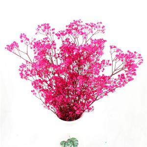 China Preserved Gypsophila Baby'S Breath , Dried Gypsophila Wedding Table Flowers on sale