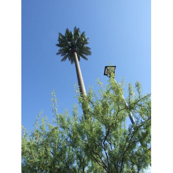 Buy Longlife 50m Camouflaged Cell Phone Tower Tree at wholesale prices