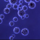 Buy Agrose Protein A Magnetic Beads For Protein Purification 10% Volume Ratio 500 mL at wholesale prices