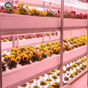 Toughened Clear Glass Flower Greenhouse Customized With Automatic Systems