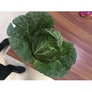 China Large Organic Green Cabbage , Cruciferous No Putrefaction Healthy Cabbage on sale