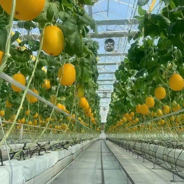 Proper Intelligent Garden Glass Frame Agriculture Greenhouse Sale 100.000kg