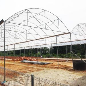 Continuous Structure Multiple Bays Connected Multi Span High Tunnel Greenhouse