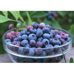 no pigment no essence Blueberry Powder/Natural Fruit Nutritional Blueberry