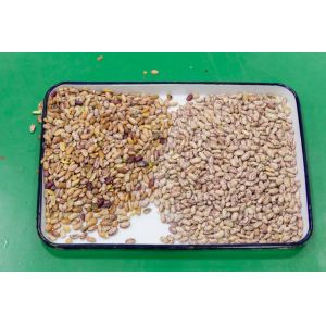 Wenyao Intelligent Factory Direct Sale Kidney Bean Peanut Chickpeas Color