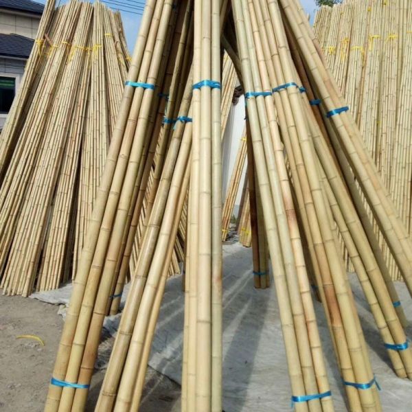 Wholesale Nature Raw Tonkin Yellow Bamboo Pole Cane Material For Decorative And