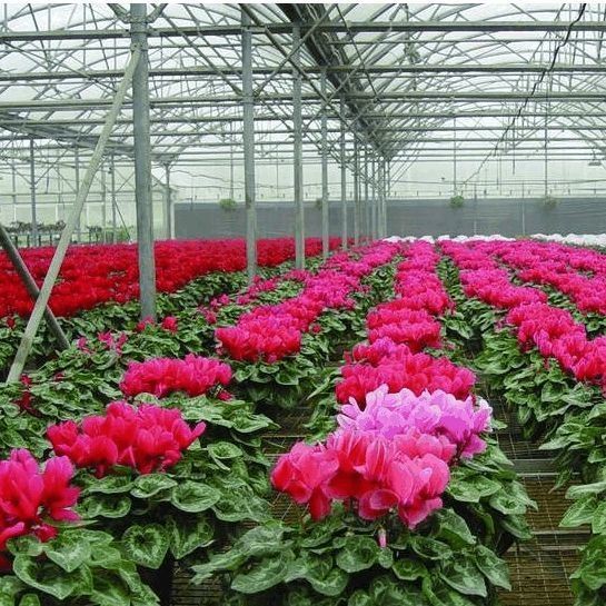 US Single-Arch Hydroponics Greenhouse for Pepper Production Package Gross Weight