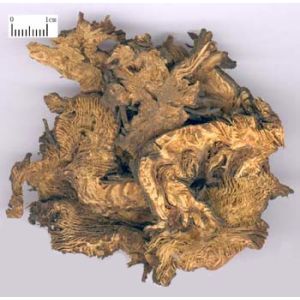 100% Natural Cimicifuga Racemosa Extract --Cimicifuga romose (L)Nutt