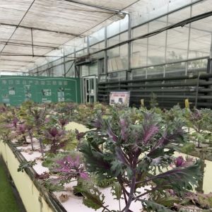 Multi Span Modern Glass Greenhouse Hydroponic Vegetable System for Market Span