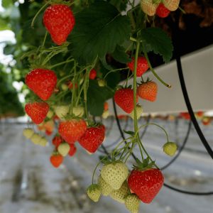 Strawberry Plant Greenhouse Poly Film Tunnel Arch Plastic Film