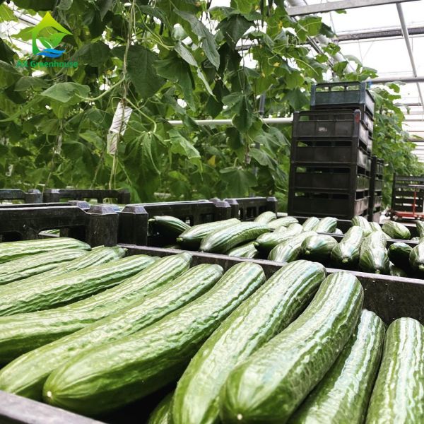 Buy Customized Indoor Vertical Soilless Hydroponic System For Cucumber at wholesale prices