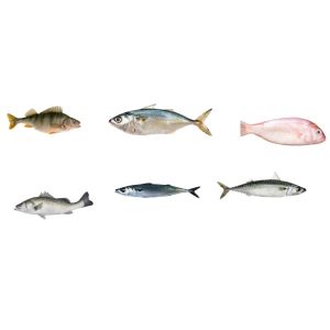 Professional Fish Automatic Grading Line And Sizing Other Small Fish