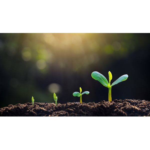 Amino Acid Liquid Soy 8 Omri Organic Foliar Fertilizer LAA50 For Fruit Vegetable Crop