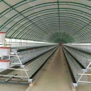 Poly Tunnel Greenhouse Poultry Farm For Sheep Chicken