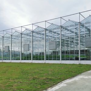 Multi-Span Greenhouse Duble Plate Glass Galvanized Greenhouse Structure Glass