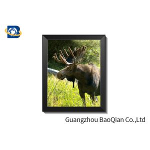 Wall Art Stretched Picture Of Wild Animal Black Bear / Deer For Bedroom