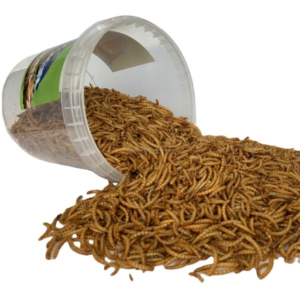 Highly Nutritious Freeze-Dried Mealworms with Premium Quality Ingredients