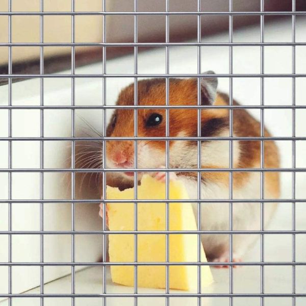 Buy Factory Sale Various Galvanized Welded Wire Mesh Fencing Welded Wire Mesh Price fence wire mesh at wholesale prices