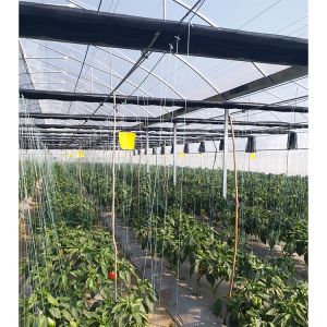 Quality Single Span Greenhouse 8-12m Wide with 90mph Wind Resistance for sale