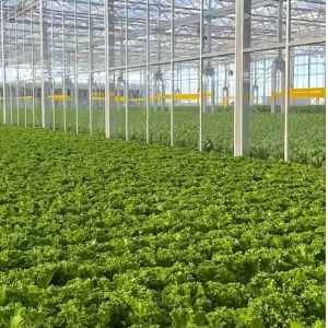 Maximize Your Tomato Yield with Anti-Drip Technology Greenhouse and Temporary