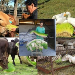 40HQ Container Greenhouse Agricultural Automated Sprout Machine Room for Garment