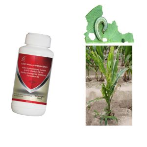 Effective Fall Armywrom Control Active Pests fall armyworm spodoptera frugiperda