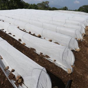 Polypropylene Spunbond Frost Blanket Agricultural Non Woven Floating Row Cover