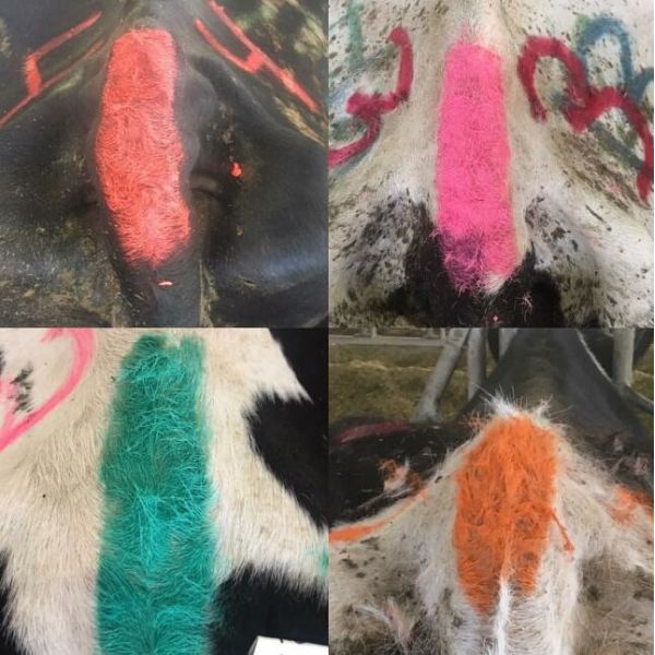 Buy Indoor Outdoor 350g Aerosol Animal Body Paint For Sheep Pig at wholesale prices