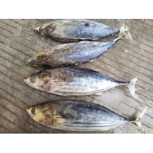 China A Grade Whole Round 3.4kg IQF Frozen Skipjack Tuna on sale