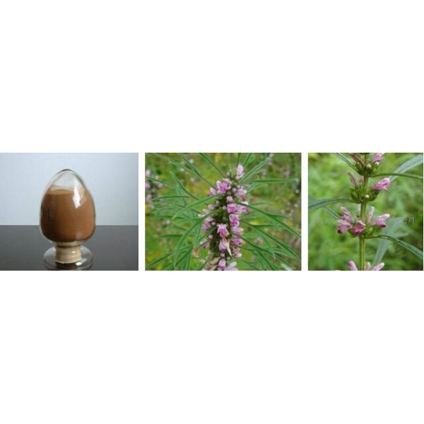 Hot sale Motherwort herb extract/Stachydrine hydrochloride 98%/Leonurus sibiricus powder/Diuretic plant extract