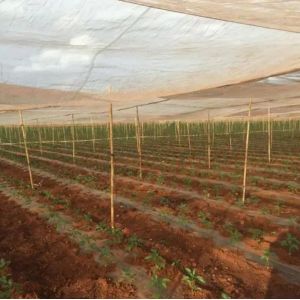 HDPE 5000S Agriculture Insect Net 50m 100m UV Resistant