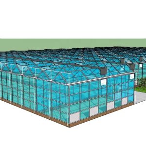 Customized Glass-Covered Vegetable Greenhouse for Restaurant Growth