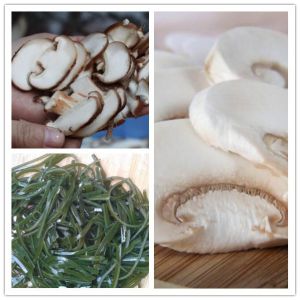 mushroom cutting machine,mushroom slicing machine,kelp cutting machine,