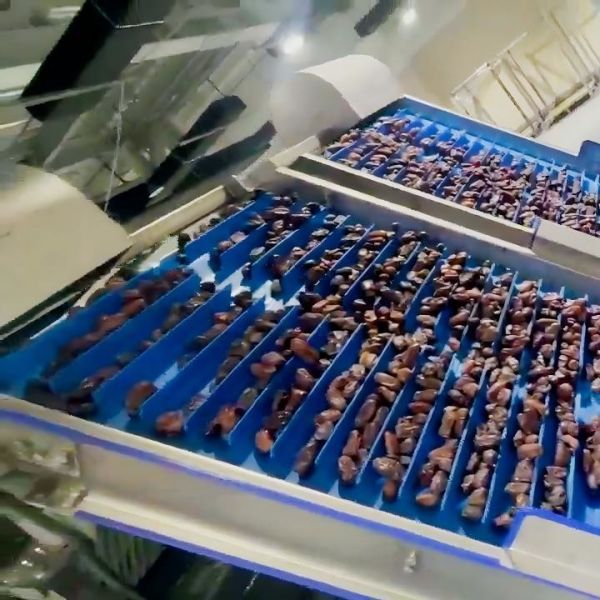 Buy 1.4 Tons Per Hour 6-Lane Optical Date Sorting Machine – High Precision & Defect Detection at wholesale prices