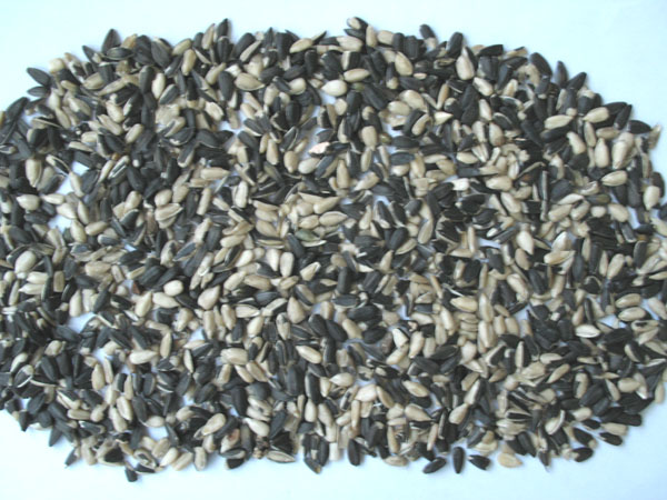 8 chute Pistachio Color Sorter Machine Coffee Color Sorter Machine Hazelnut Color Sorter