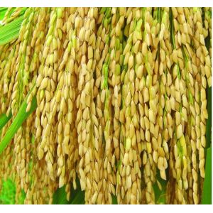 Imidacloprid 70% WDG/insecticides/crop protection