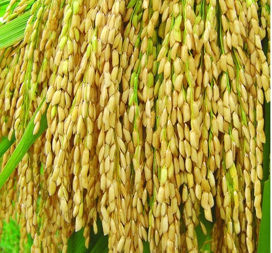 Buy Imidacloprid 70% WDG/insecticides/crop protection at wholesale prices