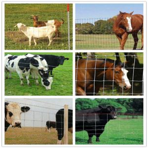 Anping manufacturers directly sell galvanized rust-proof wire mesh breeding