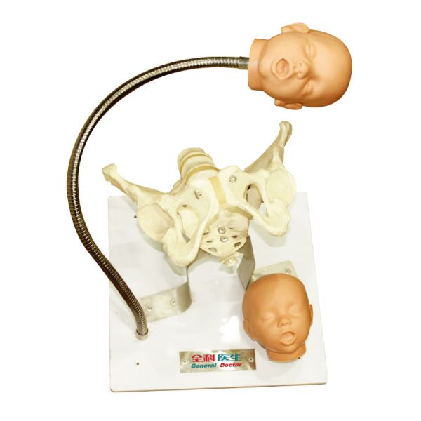 Gynecologic Fixed PVC Female Pelvis Model With Fetus Heads