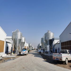 Automated Ventilation Steel Frame Chicken Coop Management Poultry House