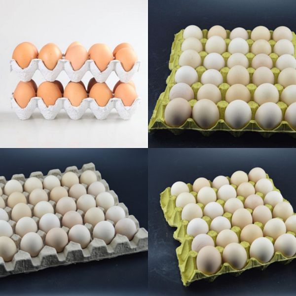 Eco - Friendly Automatic Paper Egg Tray Machine Waste Paper Recycling