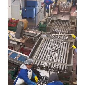 4 Styles Automatic Fish Classifying Machine And Sorting Small Fish Line With 5