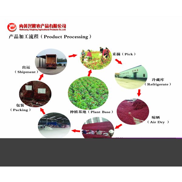 New Crop Dried Red Chiles