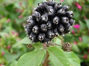 Eleuthero Root P.E., CAS NO.: 7374-79-0,EleutherosideB+E,100% natural, Siberian