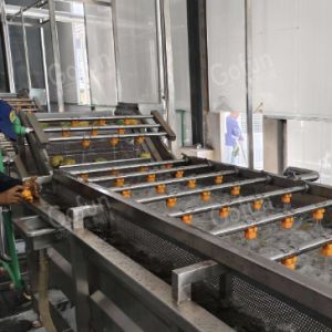 China Industrial Carrot Processing Line 20T/h Capacity SUS304 Stainless Steel on sale