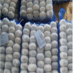 Quality PURE WHITE GARLIC WITH TUBE &amp; MESHBAG PACKAGE for sale