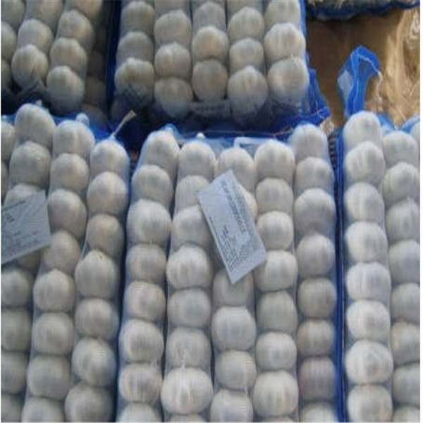 Buy PURE WHITE GARLIC WITH TUBE & MESHBAG PACKAGE at wholesale prices