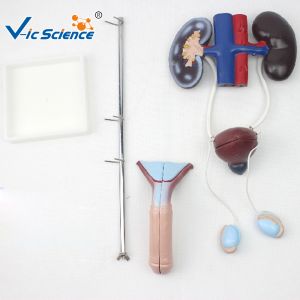 Pvc Male Urogenital System Medical 40cm Human Anatomy Model