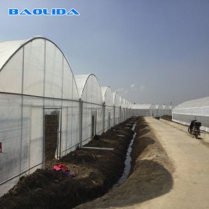 Plants Growing Automatic Plastic Film Humidity Control Side Ventilation Multi