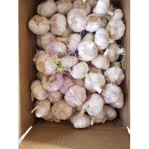 China 6.0-6.5 cm normal white garlic export to Brazil by Pioneer Garlic Group